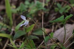 Viola serpens